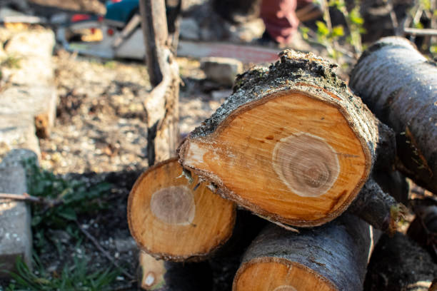 Best Arborist Consultation Services  in Ontario, CA