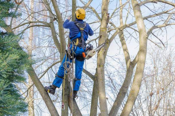Best Hedge Trimming  in Ontario, CA