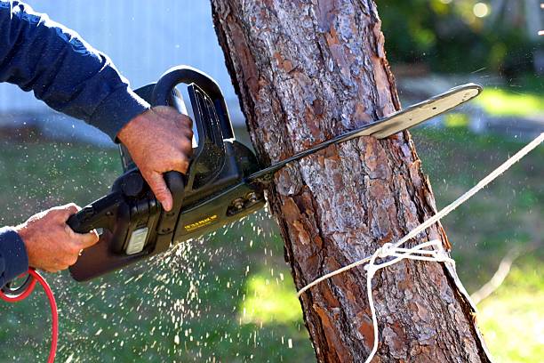 Best Palm Tree Trimming  in Ontario, CA