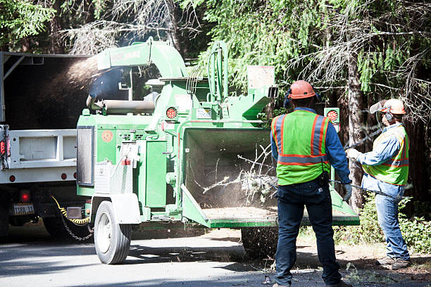 Best Root Management and Removal  in Ontario, CA