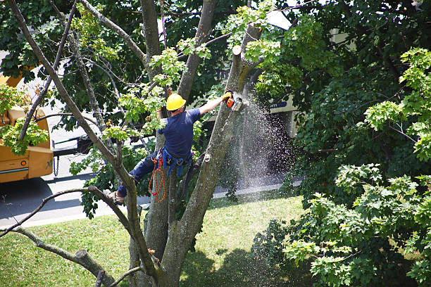 Trusted Ontario, CA Tree Care Experts