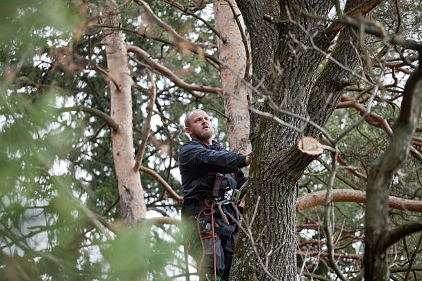 How Our Tree Care Process Works  in  Ontario, CA