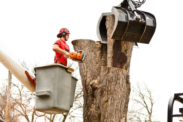 Best Utility Line Clearance  in Ontario, CA